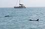 Monkey Mia dolphins