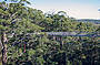'Valley Of the Giants' tree top walk