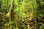 Stunning World Heritage Rainforest