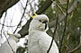 Two Day Great Ocean Road & Phillip Island Wildlife Adventure with Koala Photo