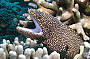 3 Day Cod Hole and Ribbon Reefs Dive Trip - Double/ Twin