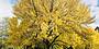 Autumnal Foliage in Mt Field Natioanl PArl