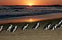 Two Day Great Ocean Road & Phillip Island Wildlife Adventure with Koala Photo