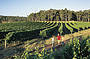 Explore a winery