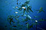 4 Day Coral Sea Dive Trip - Ocean View Standard