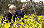 Inspecting the grape buds