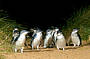 3 Day Ultimate Package (Great Ocean Road, Phillip Island & Wilsons Promontory) includes 2 nights shared accommodation