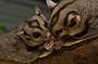 Possums