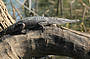 Fresh water crocodile